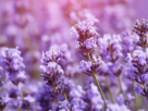 Lavanda