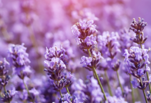 Lavanda