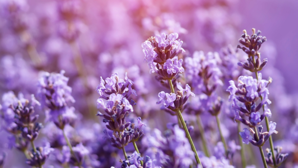 Lavanda